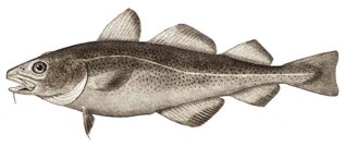 Dead Atlantic cod